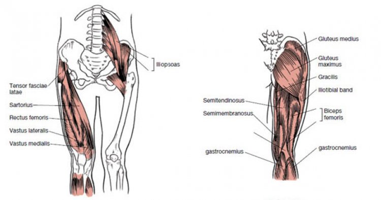 Muscles for leg